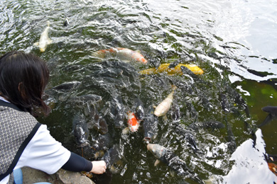 麻生池の鯉