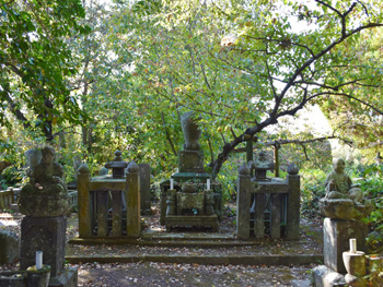 天福寺の菩提樹